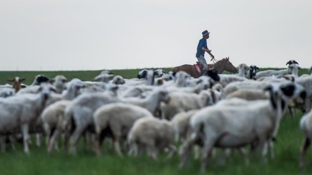 Un pastore della Mongolia Interna fa pascolare una pecora
